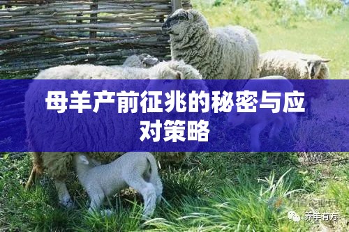 母羊產(chǎn)前征兆的秘密與應(yīng)對策略