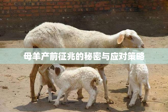 母羊產(chǎn)前征兆的秘密與應(yīng)對策略