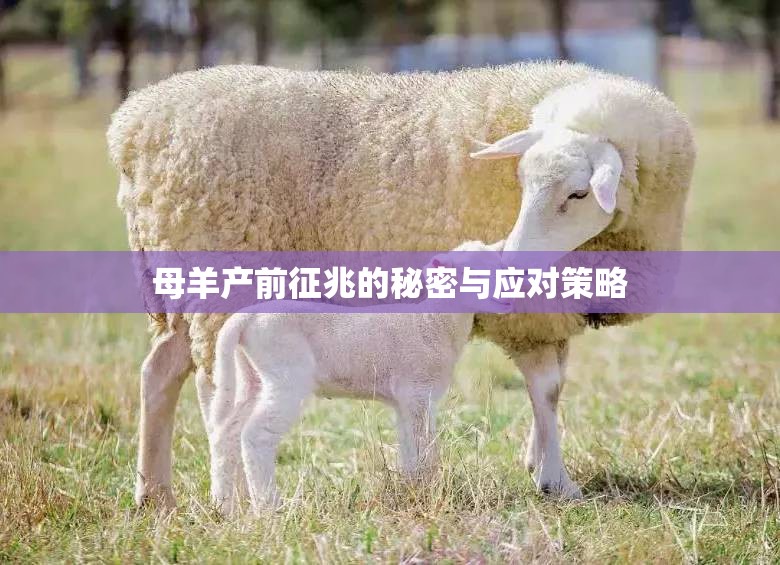 母羊產(chǎn)前征兆的秘密與應(yīng)對策略