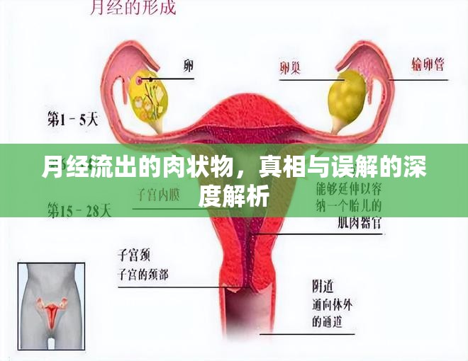 月經(jīng)流出的肉狀物，真相與誤解的深度解析
