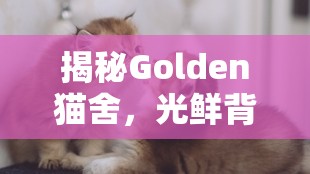 揭秘Golden貓舍，光鮮背后的真相與消費(fèi)者警示