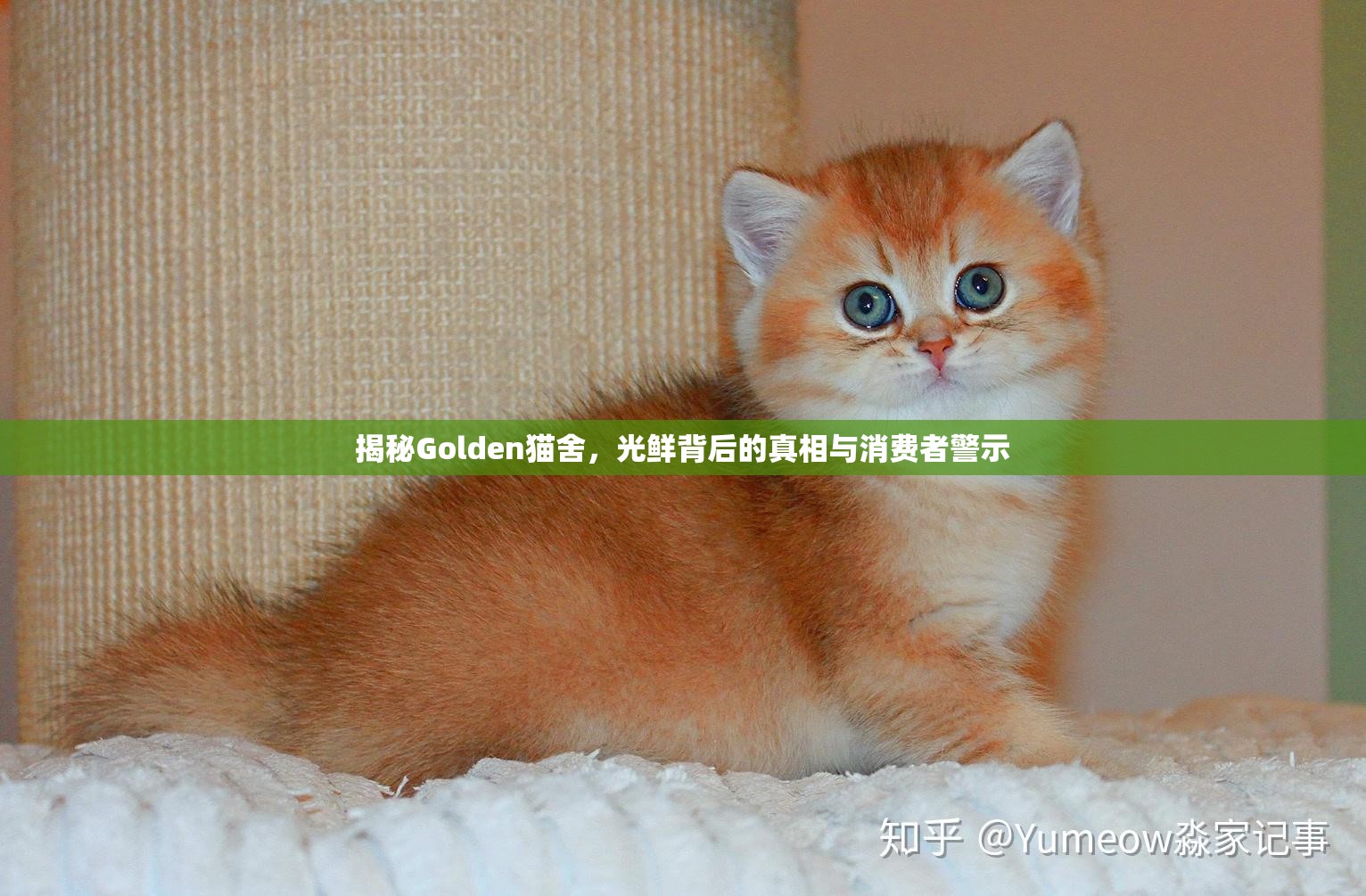 揭秘Golden貓舍，光鮮背后的真相與消費(fèi)者警示