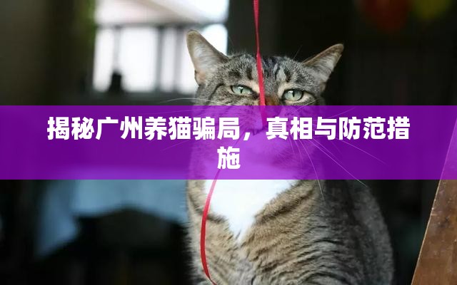 揭秘廣州養(yǎng)貓騙局，真相與防范措施