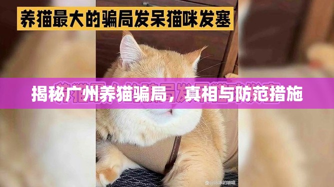 揭秘廣州養(yǎng)貓騙局，真相與防范措施