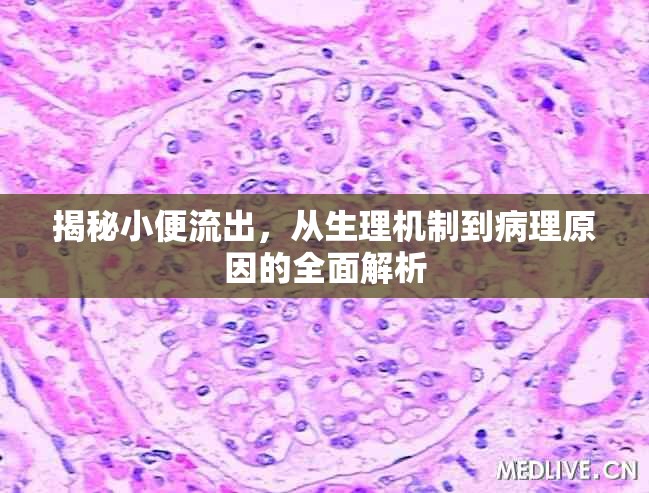 揭秘小便流出，從生理機(jī)制到病理原因的全面解析