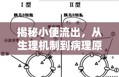 揭秘小便流出，從生理機(jī)制到病理原因的全面解析