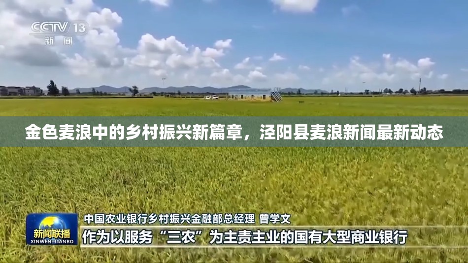 金色麥浪中的鄉(xiāng)村振興新篇章，涇陽縣麥浪新聞最新動(dòng)態(tài)
