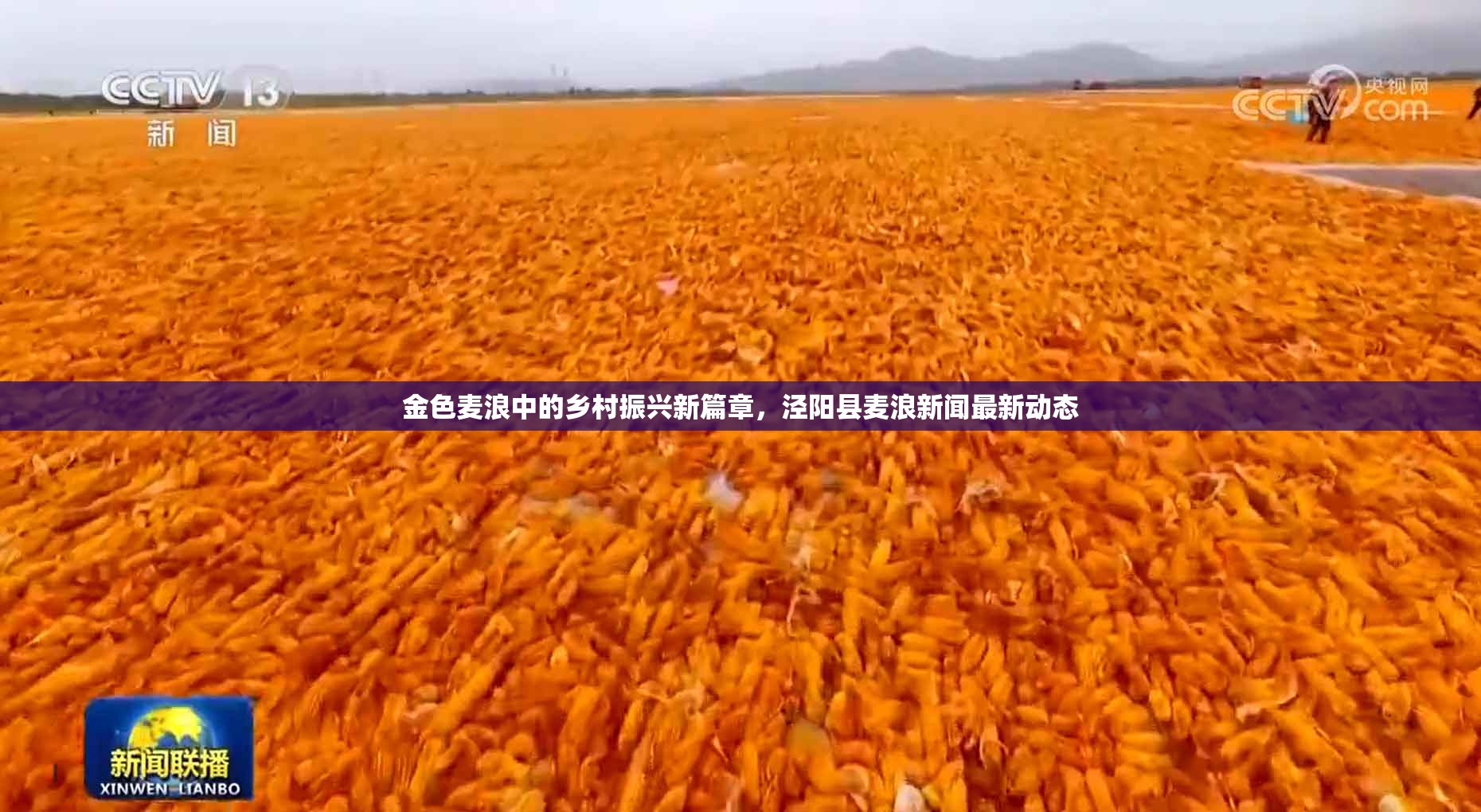 金色麥浪中的鄉(xiāng)村振興新篇章，涇陽縣麥浪新聞最新動(dòng)態(tài)