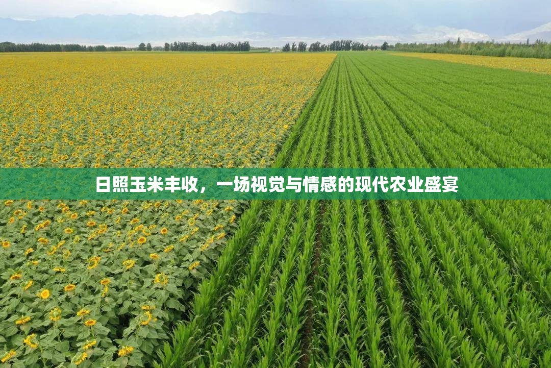 日照玉米豐收，一場(chǎng)視覺(jué)與情感的現(xiàn)代農(nóng)業(yè)盛宴