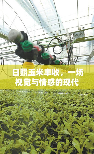 日照玉米豐收，一場(chǎng)視覺(jué)與情感的現(xiàn)代農(nóng)業(yè)盛宴