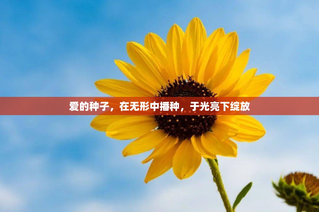 愛(ài)的種子，在無(wú)形中播種，于光亮下綻放