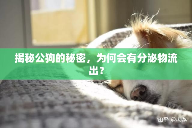 揭秘公狗的秘密，為何會有分泌物流出？