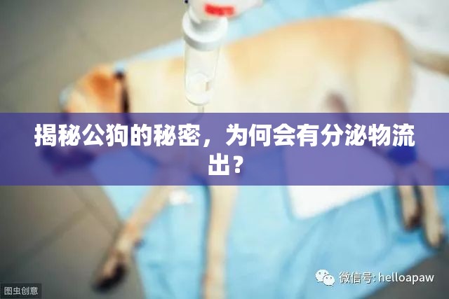 揭秘公狗的秘密，為何會有分泌物流出？