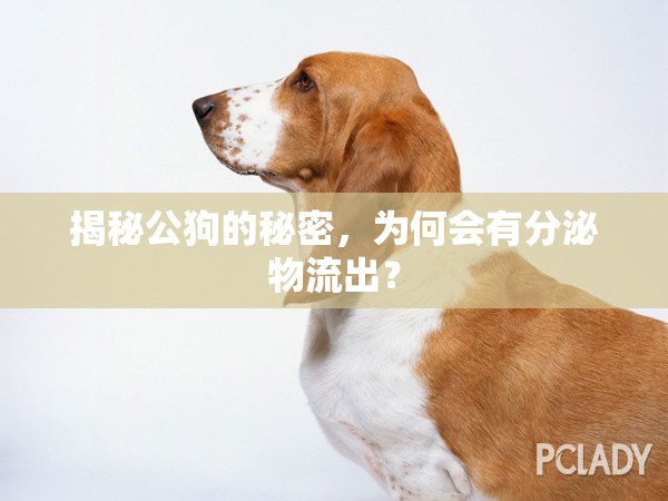 揭秘公狗的秘密，為何會有分泌物流出？