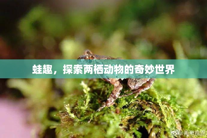 蛙趣，探索兩棲動物的奇妙世界