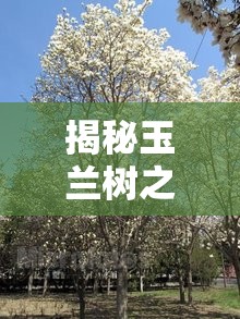 揭秘玉蘭樹之謎，樹干流出黑色液體的背后真相