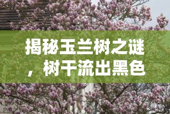 揭秘玉蘭樹之謎，樹干流出黑色液體的背后真相