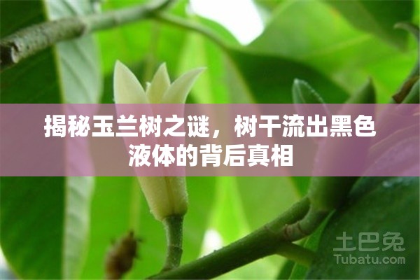 揭秘玉蘭樹之謎，樹干流出黑色液體的背后真相