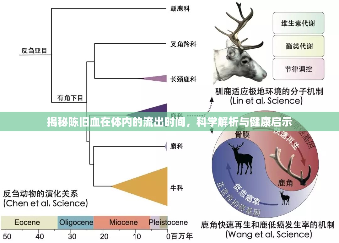 揭秘陳舊血在體內(nèi)的流出時(shí)間，科學(xué)解析與健康啟示