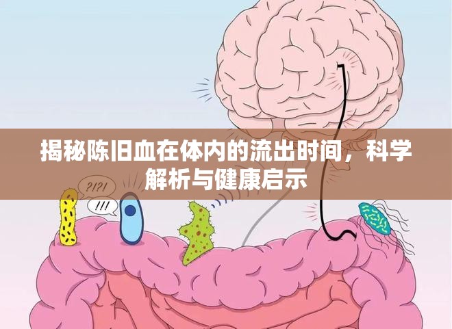 揭秘陳舊血在體內(nèi)的流出時(shí)間，科學(xué)解析與健康啟示