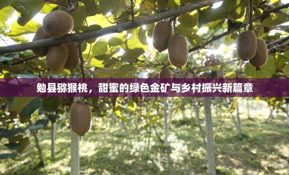 勉縣獼猴桃，甜蜜的綠色金礦與鄉(xiāng)村振興新篇章