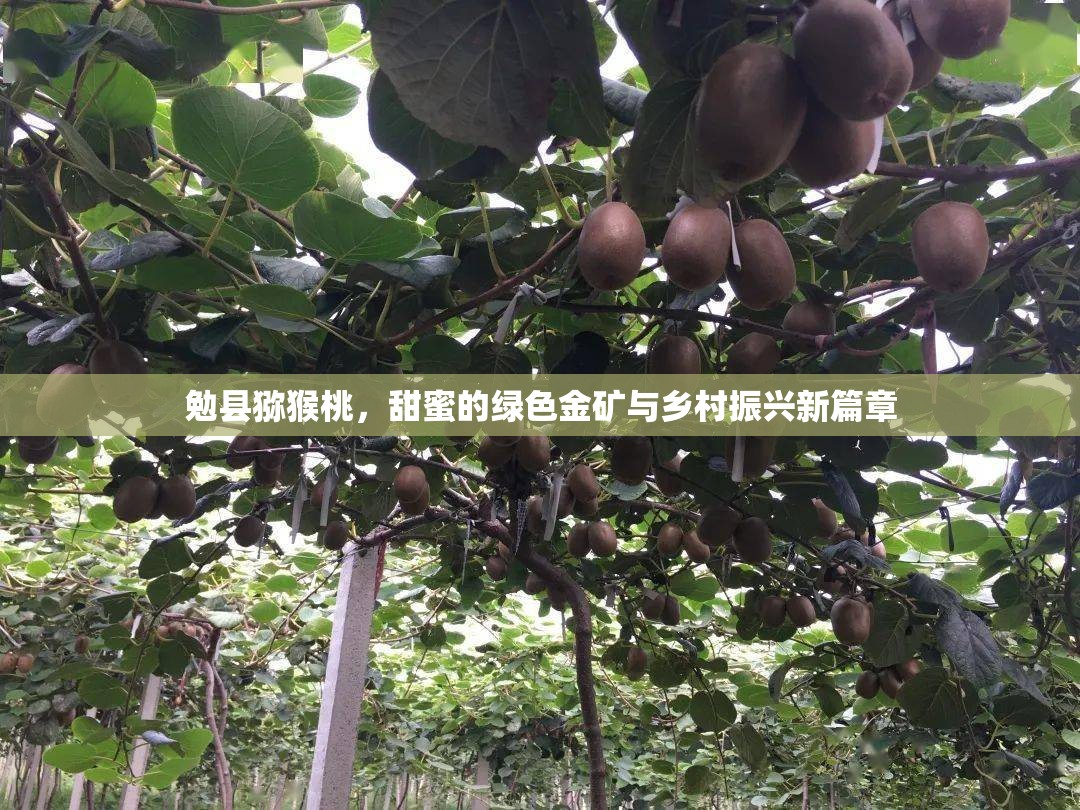 勉縣獼猴桃，甜蜜的綠色金礦與鄉(xiāng)村振興新篇章