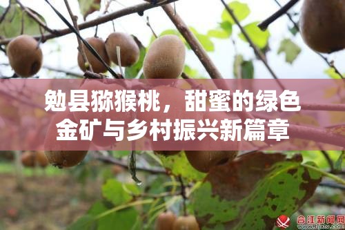 勉縣獼猴桃，甜蜜的綠色金礦與鄉(xiāng)村振興新篇章