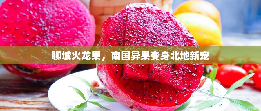 聊城火龍果，南國(guó)異果變身北地新寵