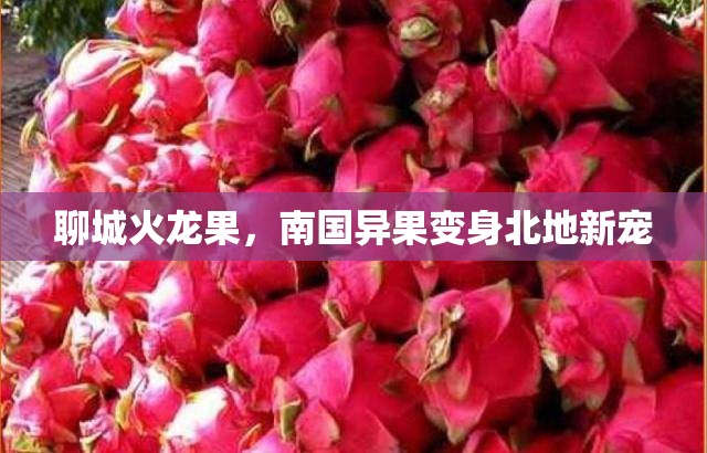 聊城火龍果，南國(guó)異果變身北地新寵