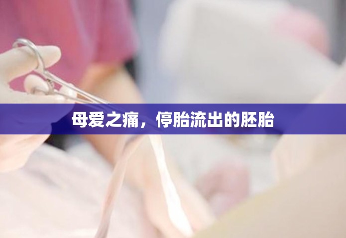 母愛(ài)之痛，停胎流出的胚胎