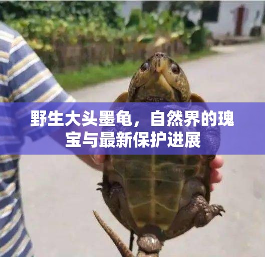 野生大頭墨龜，自然界的瑰寶與最新保護(hù)進(jìn)展