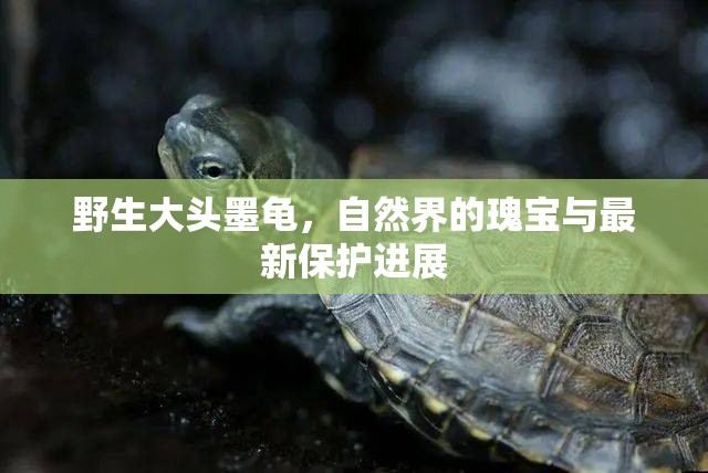 野生大頭墨龜，自然界的瑰寶與最新保護(hù)進(jìn)展