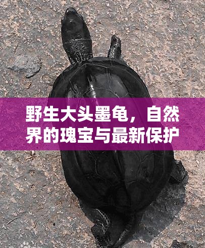 野生大頭墨龜，自然界的瑰寶與最新保護(hù)進(jìn)展