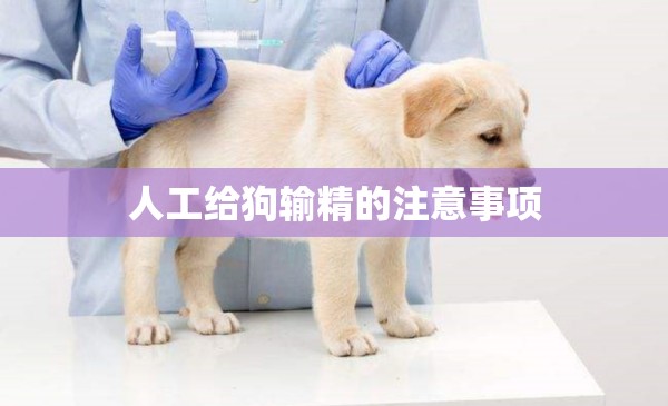 人工給狗輸精的注意事項(xiàng)