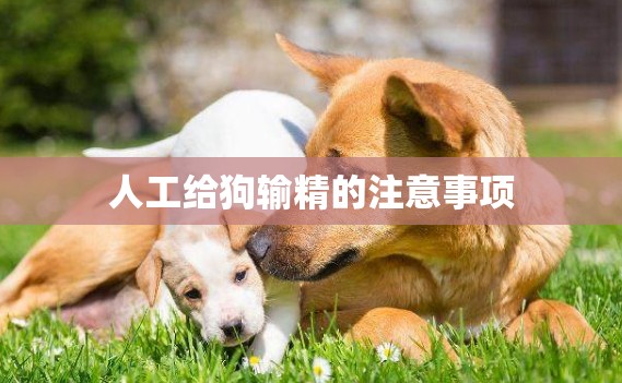 人工給狗輸精的注意事項(xiàng)