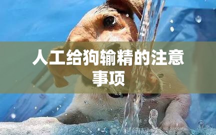 人工給狗輸精的注意事項(xiàng)
