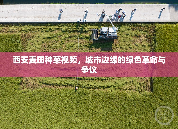 西安麥田種菜視頻，城市邊緣的綠色革命與爭議