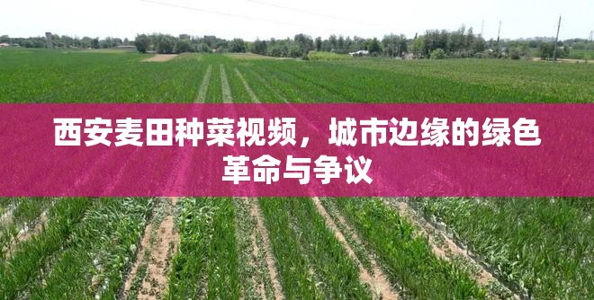 西安麥田種菜視頻，城市邊緣的綠色革命與爭議