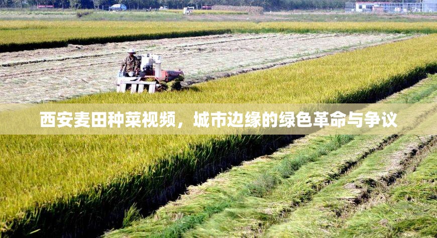 西安麥田種菜視頻，城市邊緣的綠色革命與爭議