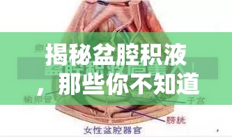 揭秘盆腔積液，那些你不知道的流出真相