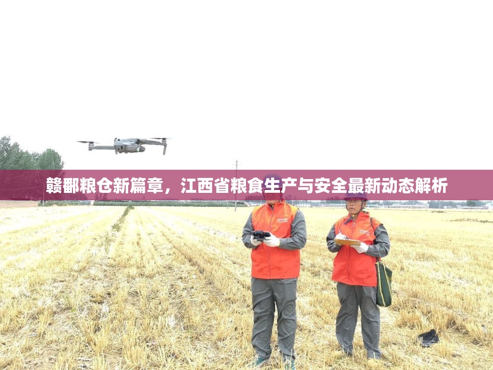 贛鄱糧倉(cāng)新篇章，江西省糧食生產(chǎn)與安全最新動(dòng)態(tài)解析