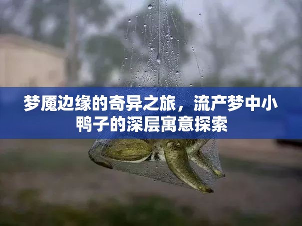 夢(mèng)魘邊緣的奇異之旅，流產(chǎn)夢(mèng)中小鴨子的深層寓意探索