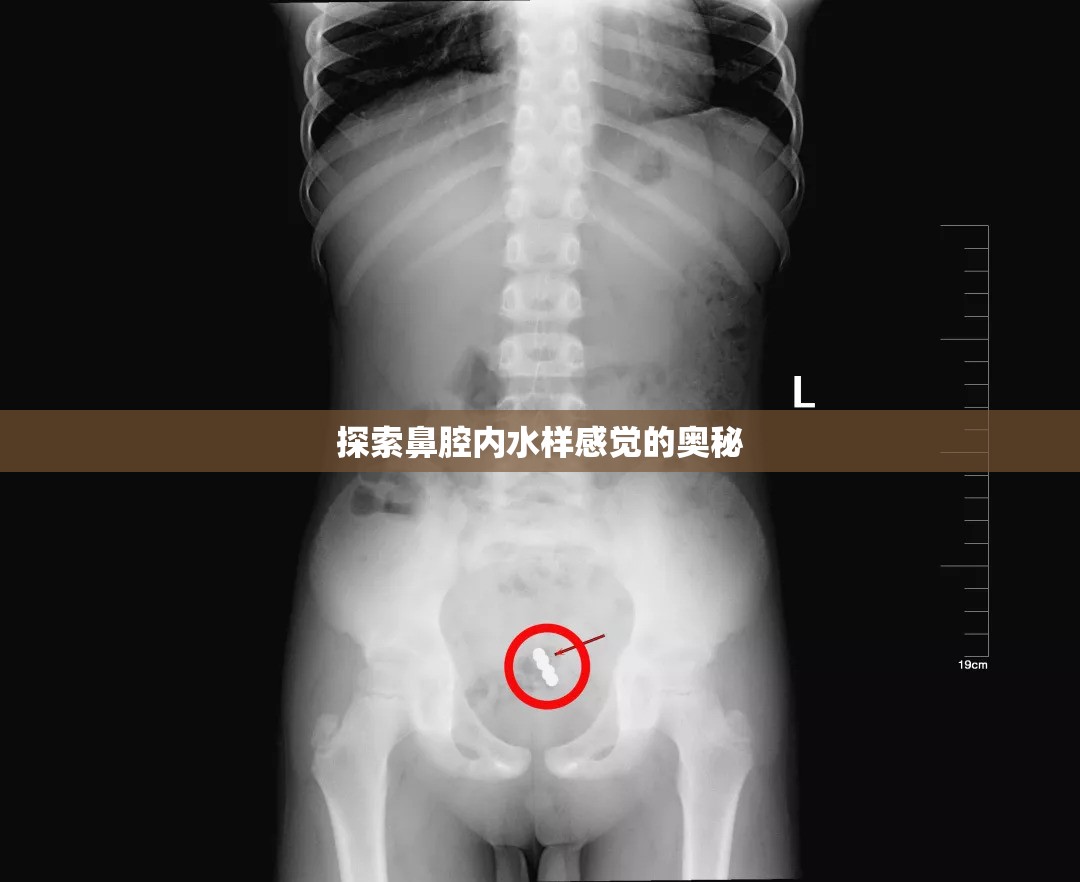 探索鼻腔內(nèi)水樣感覺的奧秘