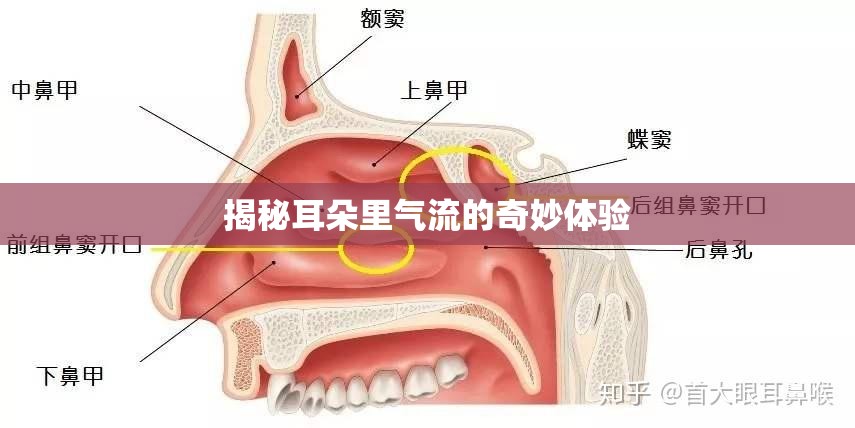 揭秘耳朵里氣流的奇妙體驗