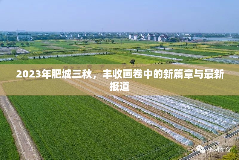 2023年肥城三秋，豐收畫卷中的新篇章與最新報(bào)道