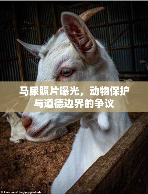 馬尿照片曝光，動(dòng)物保護(hù)與道德邊界的爭(zhēng)議