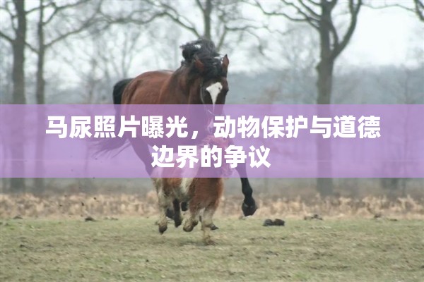 馬尿照片曝光，動(dòng)物保護(hù)與道德邊界的爭(zhēng)議