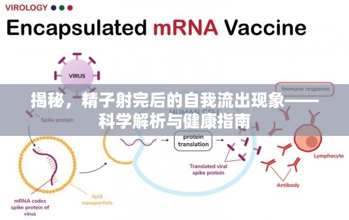 揭秘，精子射完后的自我流出現(xiàn)象——科學(xué)解析與健康指南