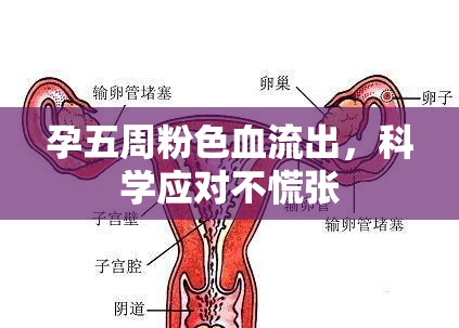 孕五周粉色血流出，科學應對不慌張