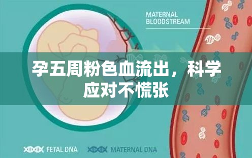孕五周粉色血流出，科學應對不慌張